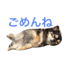 チワワとたまに猫（個別スタンプ：7）