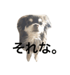 チワワとたまに猫（個別スタンプ：10）