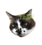 チワワとたまに猫（個別スタンプ：11）