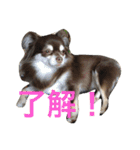 チワワとたまに猫（個別スタンプ：12）