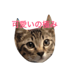チワワとたまに猫（個別スタンプ：14）