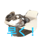 チワワとたまに猫（個別スタンプ：15）