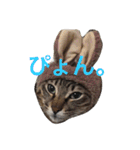 チワワとたまに猫（個別スタンプ：16）