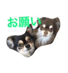 チワワとたまに猫（個別スタンプ：17）