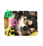 チワワとたまに猫（個別スタンプ：18）