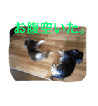 チワワとたまに猫（個別スタンプ：20）