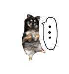 チワワとたまに猫（個別スタンプ：22）