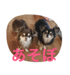 チワワとたまに猫（個別スタンプ：23）