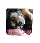 チワワとたまに猫（個別スタンプ：24）