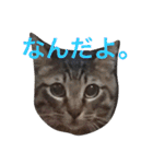 チワワとたまに猫（個別スタンプ：25）