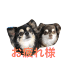 チワワとたまに猫（個別スタンプ：26）