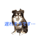 チワワとたまに猫（個別スタンプ：27）