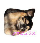 チワワとたまに猫（個別スタンプ：28）