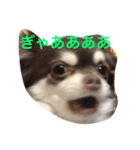 チワワとたまに猫（個別スタンプ：29）