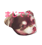 チワワとたまに猫（個別スタンプ：31）