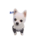 R abbit＆3Dog's  part3（個別スタンプ：1）