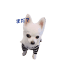 R abbit＆3Dog's  part3（個別スタンプ：2）