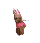 R abbit＆3Dog's  part3（個別スタンプ：4）