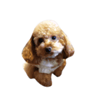 R abbit＆3Dog's  part3（個別スタンプ：5）
