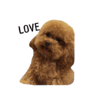 R abbit＆3Dog's  part3（個別スタンプ：8）