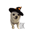 R abbit＆3Dog's  part3（個別スタンプ：9）