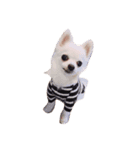 R abbit＆3Dog's  part3（個別スタンプ：15）