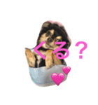 chihuahua1005（個別スタンプ：1）