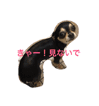 chihuahua1005（個別スタンプ：3）