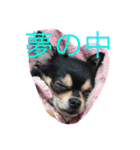 chihuahua1005（個別スタンプ：4）