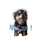 chihuahua1005（個別スタンプ：5）