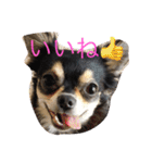 chihuahua1005（個別スタンプ：6）