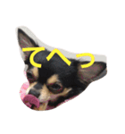 chihuahua1005（個別スタンプ：7）
