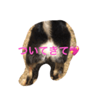 chihuahua1005（個別スタンプ：8）