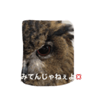 chihuahua1005（個別スタンプ：9）