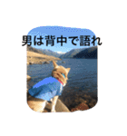 chihuahua1005（個別スタンプ：10）