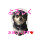 chihuahua1005（個別スタンプ：13）