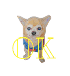 chihuahua1005（個別スタンプ：14）