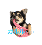 chihuahua1005（個別スタンプ：17）