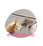 chihuahua1005（個別スタンプ：18）