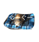 chihuahua1005（個別スタンプ：19）