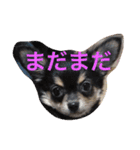chihuahua1005（個別スタンプ：20）