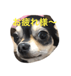 chihuahua1005（個別スタンプ：21）