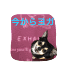 chihuahua1005（個別スタンプ：22）