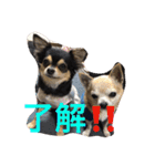 chihuahua1005（個別スタンプ：23）