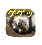chihuahua1005（個別スタンプ：24）