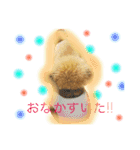 トイプードルのころんです（個別スタンプ：3）