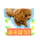 トイプードルのころんです（個別スタンプ：7）