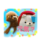 トイプードルのころんです（個別スタンプ：8）