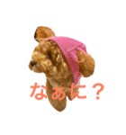 トイプードルのころんです（個別スタンプ：11）