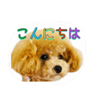 トイプードルのころんです（個別スタンプ：12）